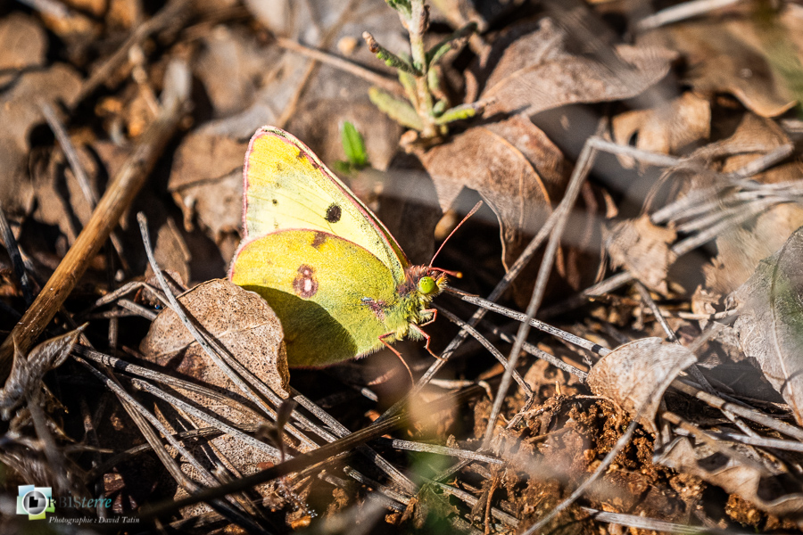 Alpes de Haute Provence, Revest-des-Brousses, colias croceus, faune, insecte, papillon, parc naturel régional du luberon, souci__