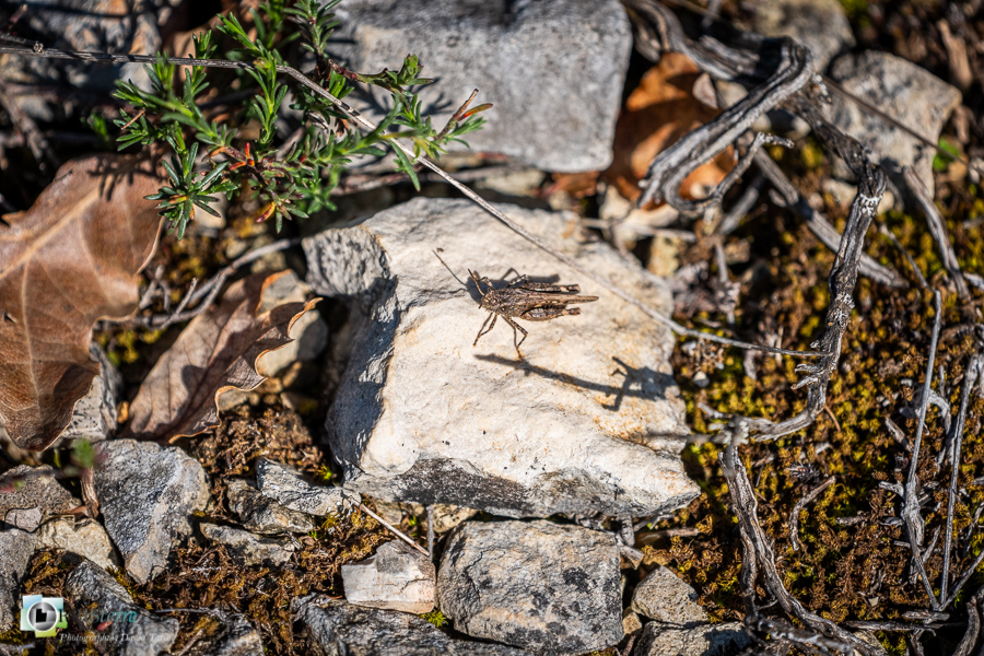 Alpes de Haute Provence, Revest-des-Brousses, criquet, faune, insecte, oedipode, parc naturel régional du luberon__