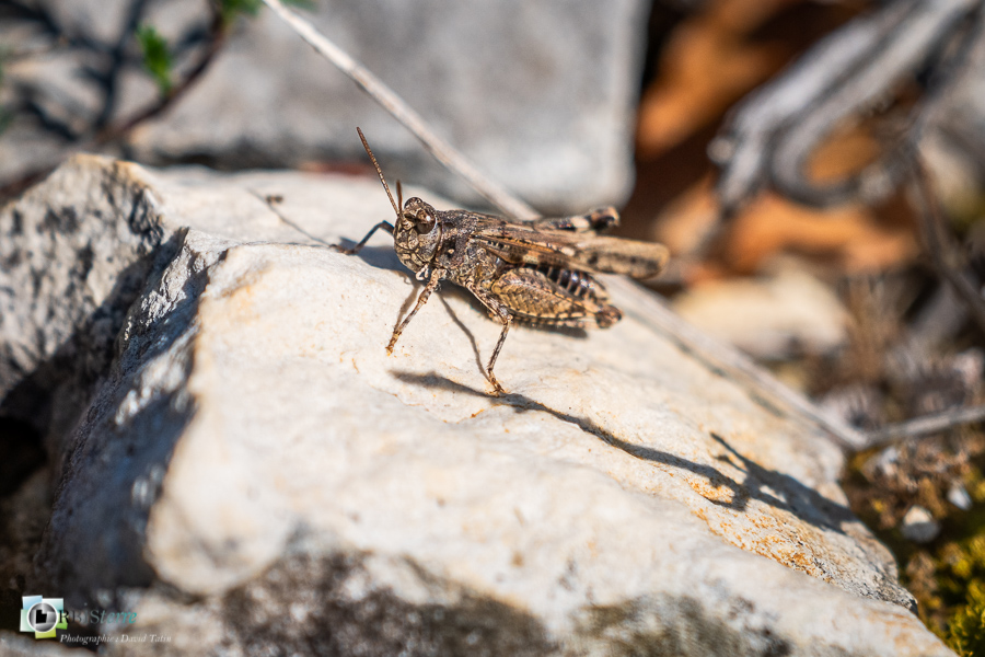 Alpes de Haute Provence, Revest-des-Brousses, criquet, faune, insecte, oedipode, parc naturel régional du luberon__