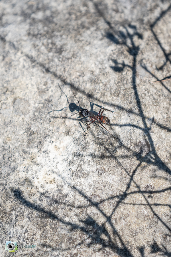 Alpes de Haute Provence, Revest-des-Brousses, camponotus, faune, fourmi, insecte, parc naturel régional du luberon__