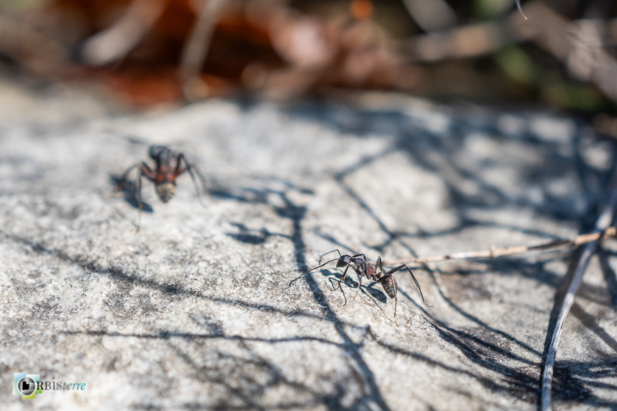 Alpes de Haute Provence, Revest-des-Brousses, camponotus, faune, fourmi, insecte, parc naturel régional du luberon__