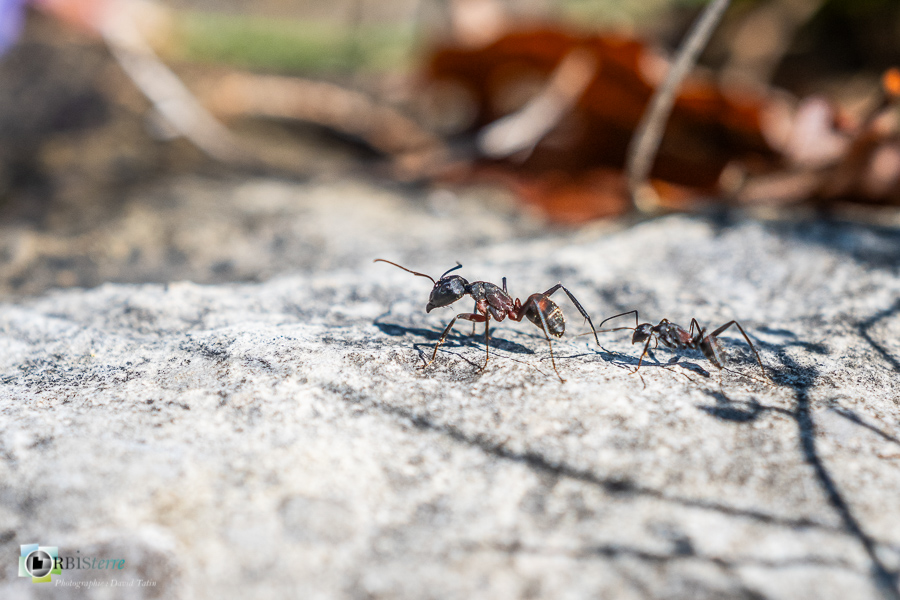 Alpes de Haute Provence, Revest-des-Brousses, camponotus, faune, fourmi, insecte, parc naturel régional du luberon__