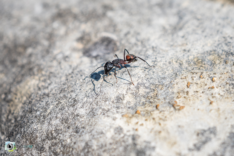 Alpes de Haute Provence, Revest-des-Brousses, camponotus, faune, fourmi, insecte, parc naturel régional du luberon__