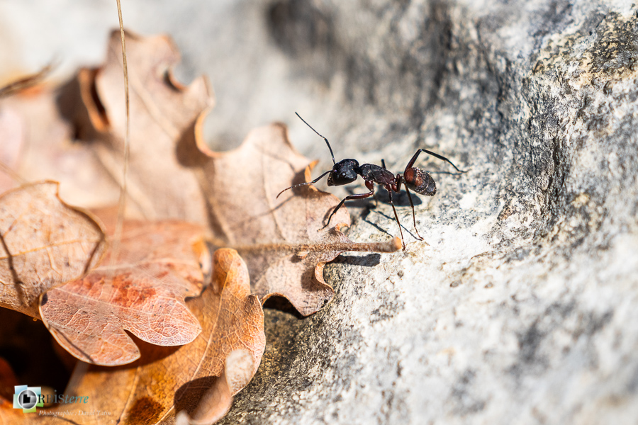 Alpes de Haute Provence, Revest-des-Brousses, camponotus, faune, fourmi, insecte, parc naturel régional du luberon__