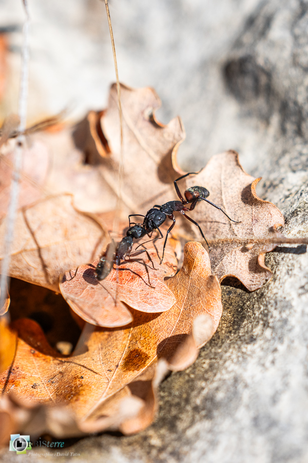 Alpes de Haute Provence, Revest-des-Brousses, camponotus, faune, fourmi, insecte, parc naturel régional du luberon__