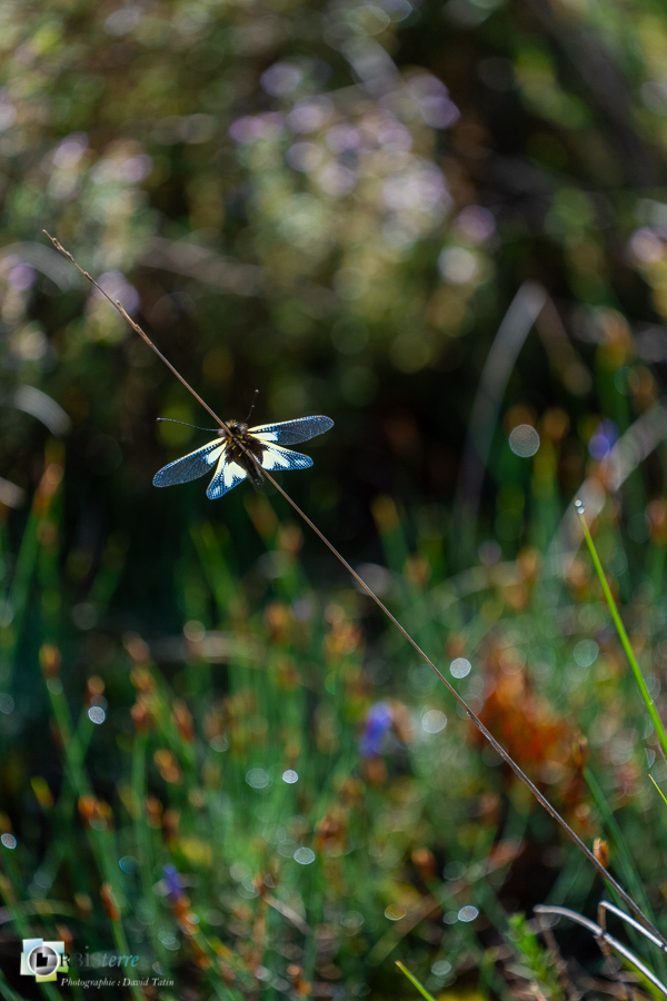 Alpes de Haute Provence, Revest-des-Brousses, ascalaphe soufré, faune, insecte, libelluloides coccajus, parc naturel régional du luberon__