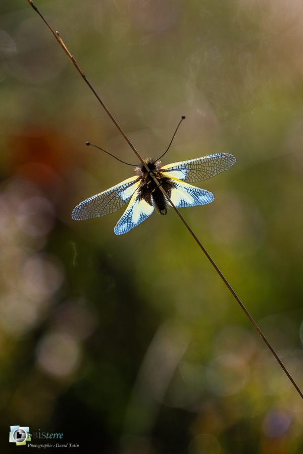 Alpes de Haute Provence, Revest-des-Brousses, ascalaphe soufré, faune, insecte, libelluloides coccajus, parc naturel régional du luberon__