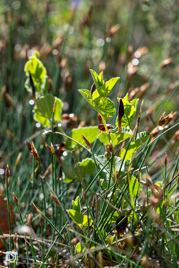 Alpes de Haute Provence, Revest-des-Brousses, aristoloche, flore, parc naturel régional du luberon__