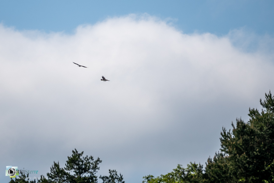 Accipitridae, Accipitridés, Accipitriformes, Alpes de Haute Provence, Aves, Birds, Circaetus gallicus, Circaète Jean-le-Blanc, Oiseaux, Revest-des-Brousses, Short-toed Snake Eagle, Uccelli, Vögel, faune, oiseau, parc naturel régional du luberon, rapace__