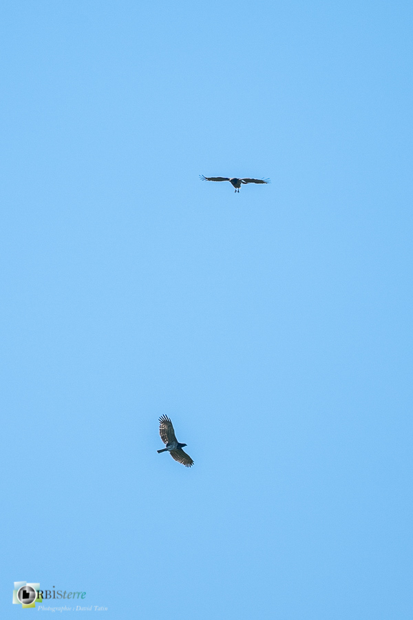 Accipitridae, Accipitridés, Accipitriformes, Alpes de Haute Provence, Aves, Birds, Circaetus gallicus, Circaète Jean-le-Blanc, Oiseaux, Revest-des-Brousses, Short-toed Snake Eagle, Uccelli, Vögel, faune, oiseau, parc naturel régional du luberon, rapace__