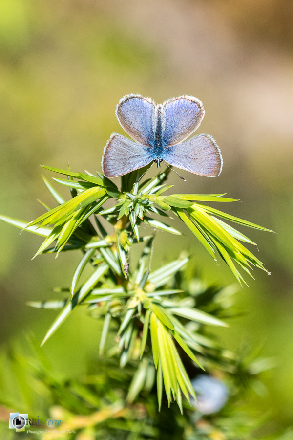 Alpes de Haute Provence, Glaucopsyche, Revest-des-Brousses, azuré, faune, papillon, parc naturel régional du luberon__
