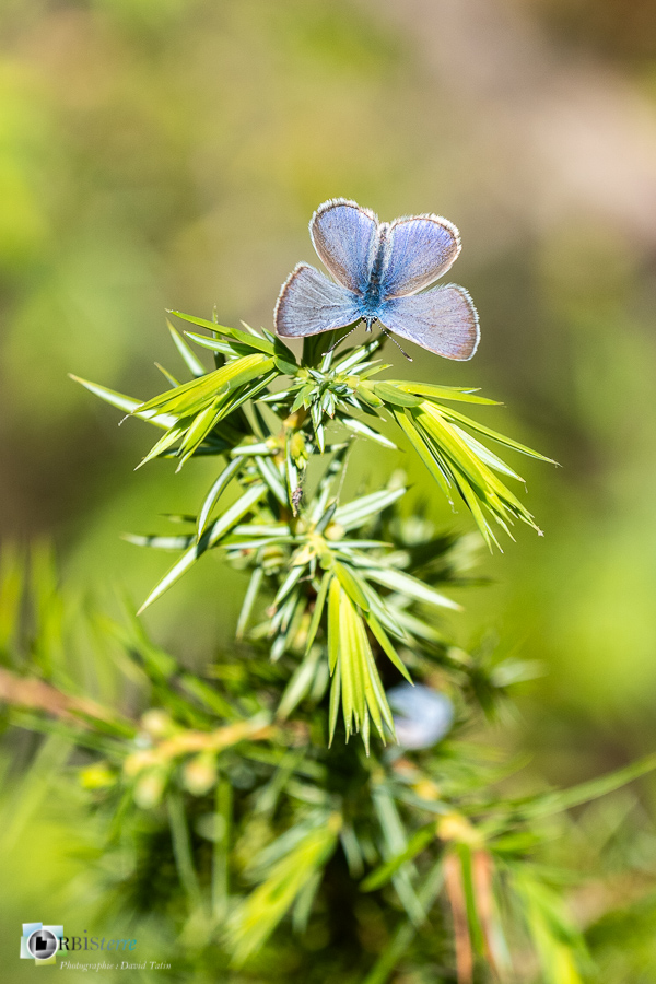 Alpes de Haute Provence, Glaucopsyche, Revest-des-Brousses, azuré, faune, papillon, parc naturel régional du luberon__
