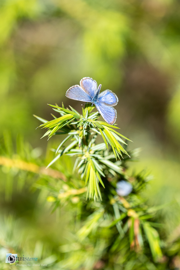 Alpes de Haute Provence, Glaucopsyche, Revest-des-Brousses, azuré, faune, papillon, parc naturel régional du luberon__
