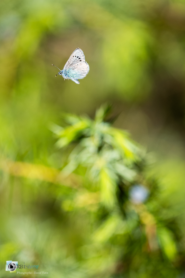 Alpes de Haute Provence, Glaucopsyche, Revest-des-Brousses, azuré, faune, papillon, parc naturel régional du luberon__