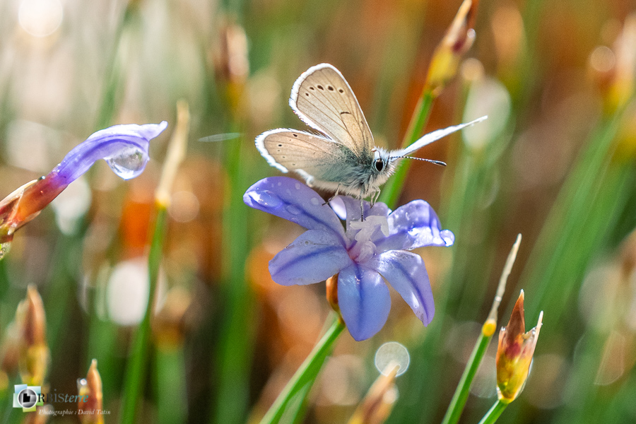 Alpes de Haute Provence, Glaucopsyche, Revest-des-Brousses, azuré, faune, papillon, parc naturel régional du luberon__