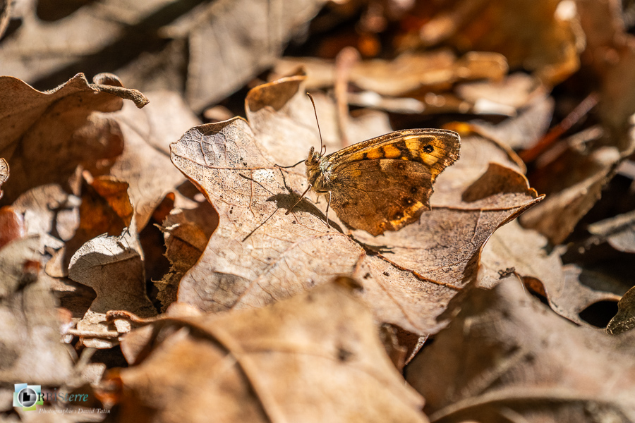 Alpes de Haute Provence, Pararge aegeria, Revest-des-Brousses, faune, papillon, parc naturel régional du luberon, tircis__