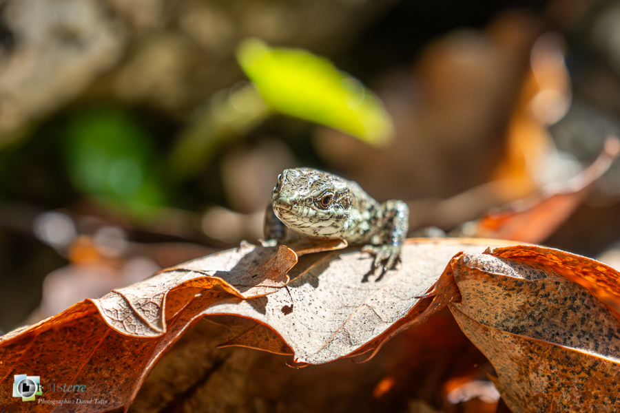 Alpes de Haute Provence, Revest-des-Brousses, faune, lézard des murailles, parc naturel régional du luberon, reptile__