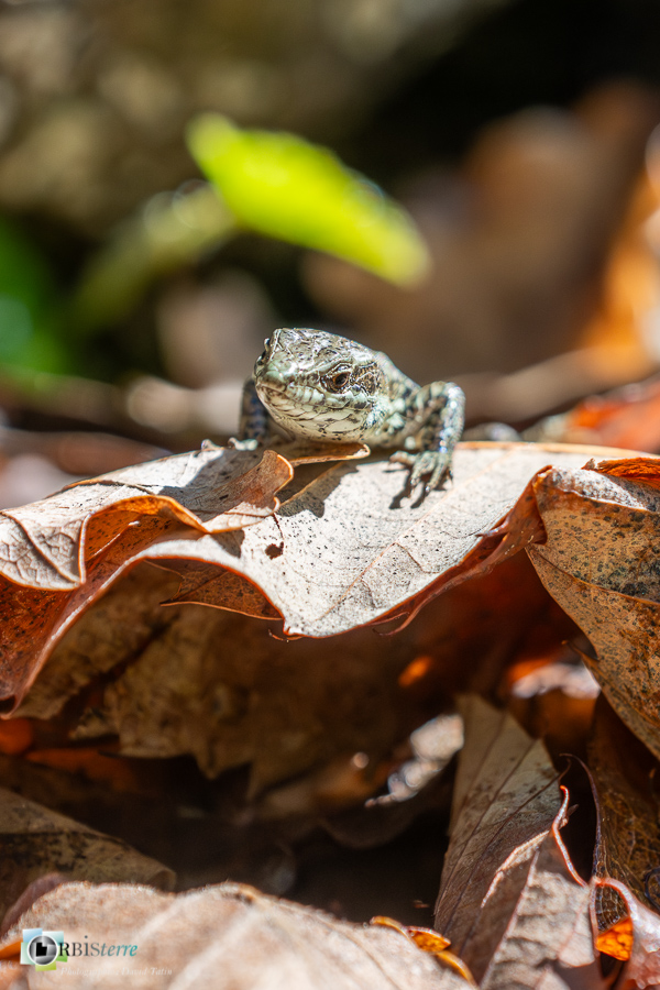 Alpes de Haute Provence, Revest-des-Brousses, faune, lézard des murailles, parc naturel régional du luberon, reptile__