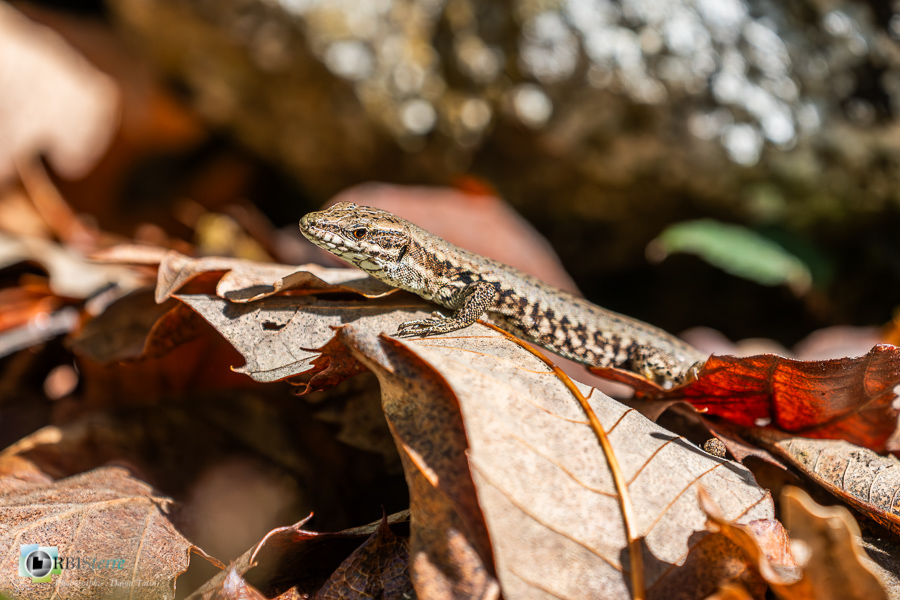 Alpes de Haute Provence, Revest-des-Brousses, faune, lézard des murailles, parc naturel régional du luberon, reptile__