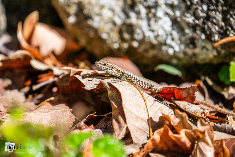 Alpes de Haute Provence, Revest-des-Brousses, faune, lézard des murailles, parc naturel régional du luberon, reptile__