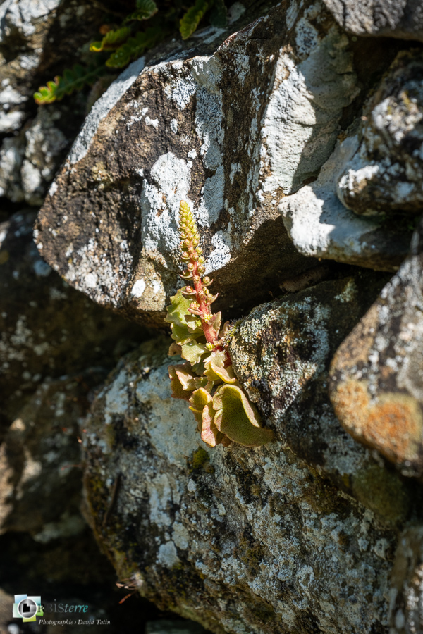 Alpes de Haute Provence, Revest-des-Brousses, flore, nombril de vénus, parc naturel régional du luberon__
