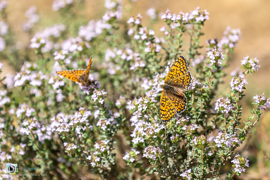 Alpes de Haute Provence, Revest-des-Brousses, faune, méliltée du plantain, papillon, parc naturel régional du luberon__