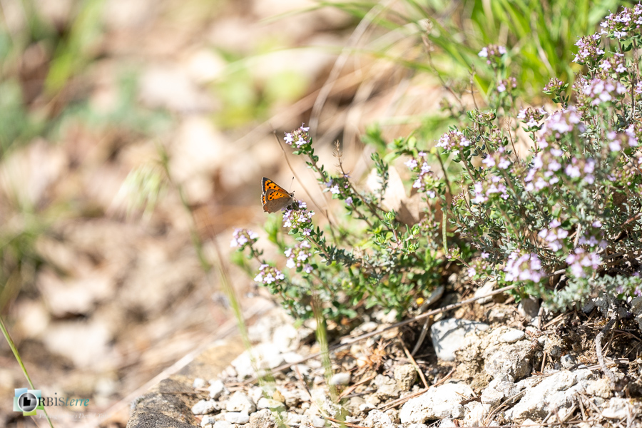 Alpes de Haute Provence, Revest-des-Brousses, cuivré commun, faune, papillon, parc naturel régional du luberon__