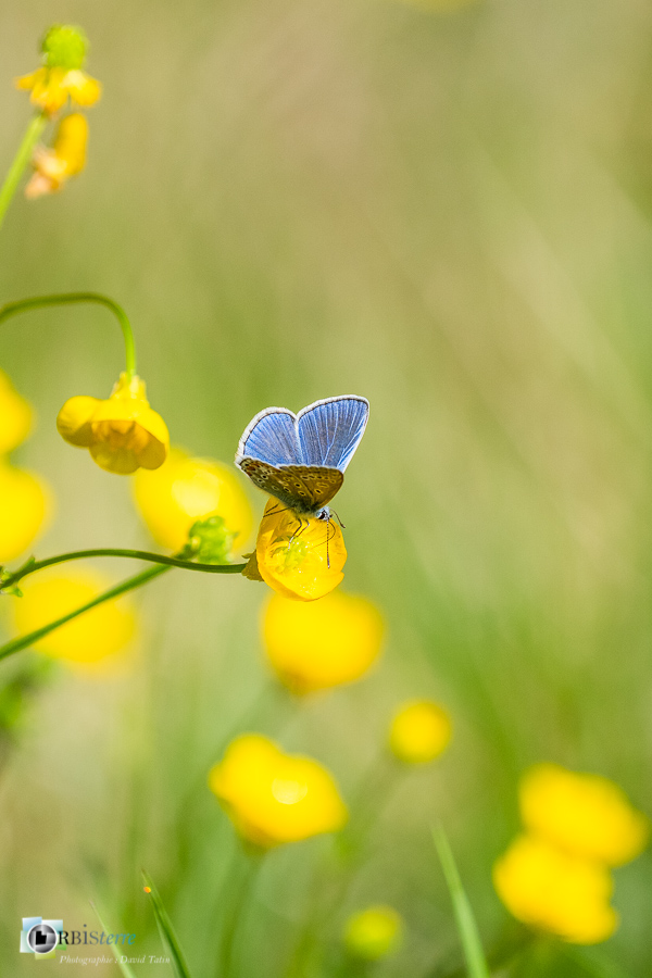 Alpes de Haute Provence, Revest-des-Brousses, azuré de la bugrane, bouton d'or, faune, flore, papillon, parc naturel régional du luberon, polyommatus icarus, renoncule__