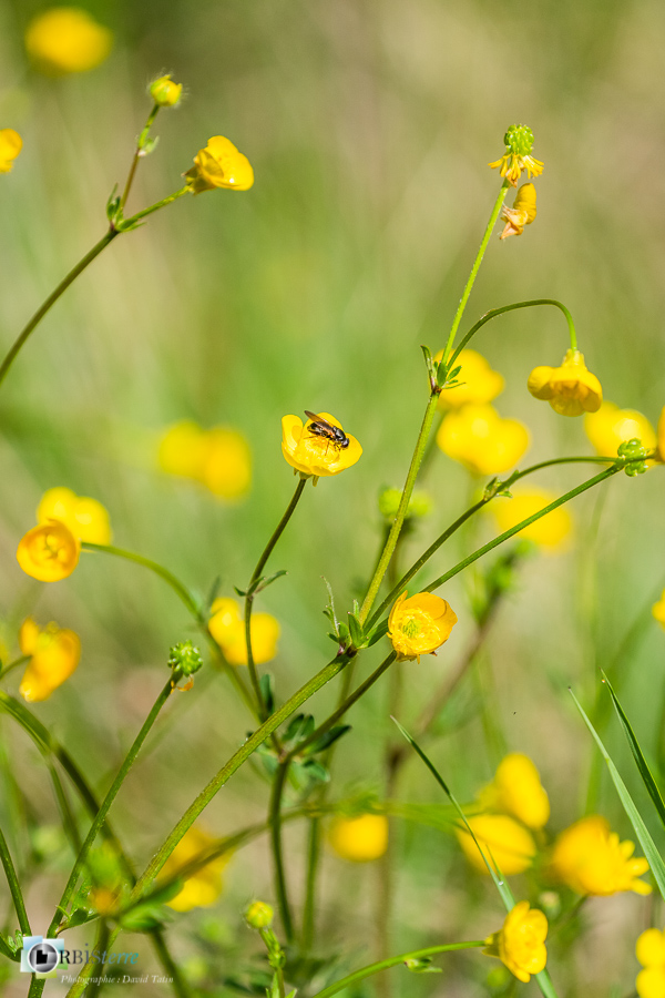 Alpes de Haute Provence, Revest-des-Brousses, bouton d'or, diptère, faune, flore, mouche, parc naturel régional du luberon, renoncule__
