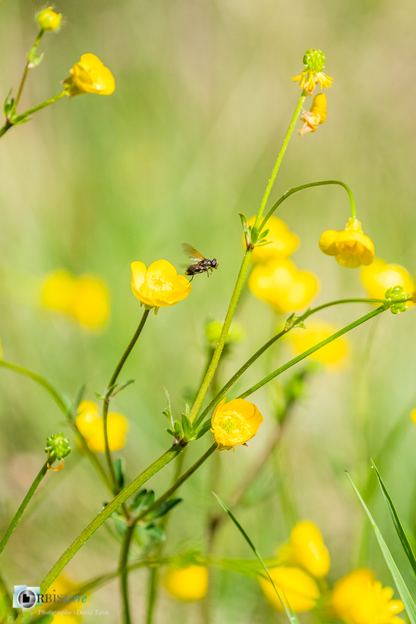 Alpes de Haute Provence, Revest-des-Brousses, bouton d'or, diptère, faune, flore, mouche, parc naturel régional du luberon, renoncule__