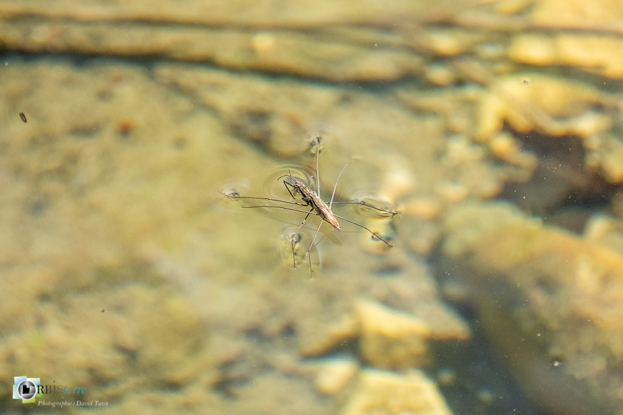 Alpes de Haute Provence, Largue, Revest-des-Brousses, faune, gerris, insecte, parc naturel régional du luberon, rivière__