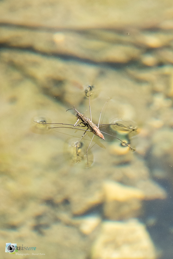 Alpes de Haute Provence, Largue, Revest-des-Brousses, faune, gerris, insecte, parc naturel régional du luberon, rivière__