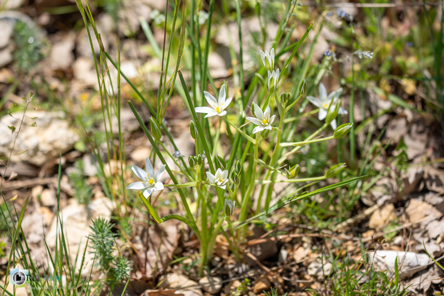 Alpes de Haute Provence, Revest-des-Brousses, dame de onze heure, flore, parc naturel régional du luberon__