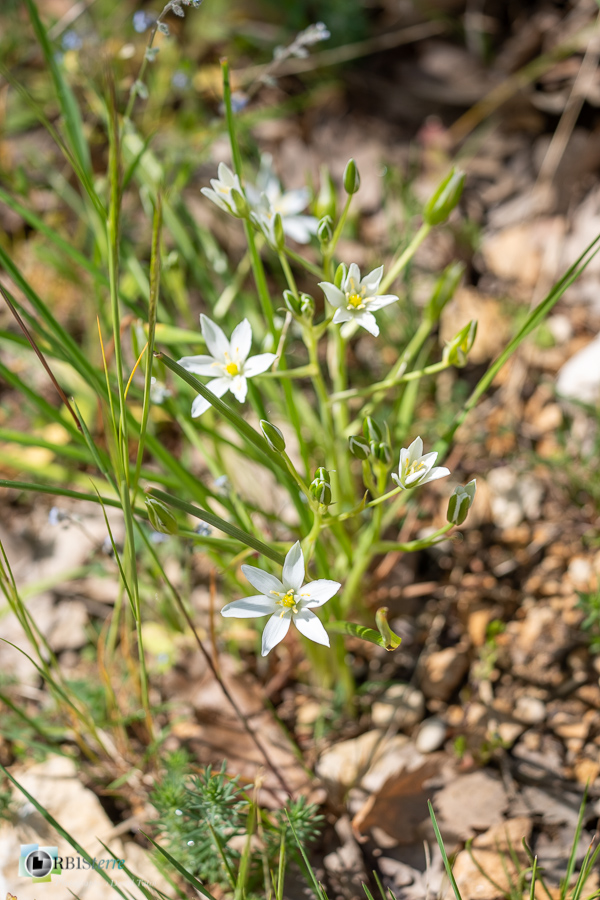 Alpes de Haute Provence, Revest-des-Brousses, dame de onze heure, flore, parc naturel régional du luberon__