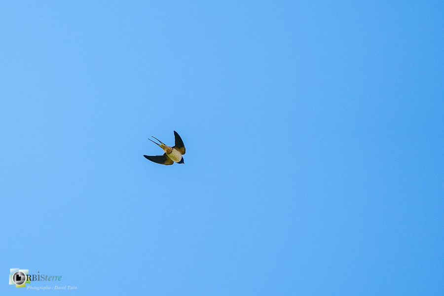 Alpes de Haute Provence, Aves, Barn Swallow, Birds, Hirondelle rustique, Hirundinidae, Hirundinidés, Hirundo rustica, Oiseaux, Passériformes, Revest-des-Brousses, Uccelli, Vögel, faune, oiseau, parc naturel régional du luberon__