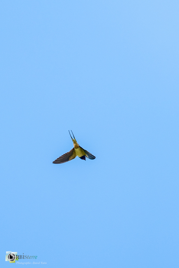Alpes de Haute Provence, Aves, Barn Swallow, Birds, Hirondelle rustique, Hirundinidae, Hirundinidés, Hirundo rustica, Oiseaux, Passériformes, Revest-des-Brousses, Uccelli, Vögel, faune, oiseau, parc naturel régional du luberon__