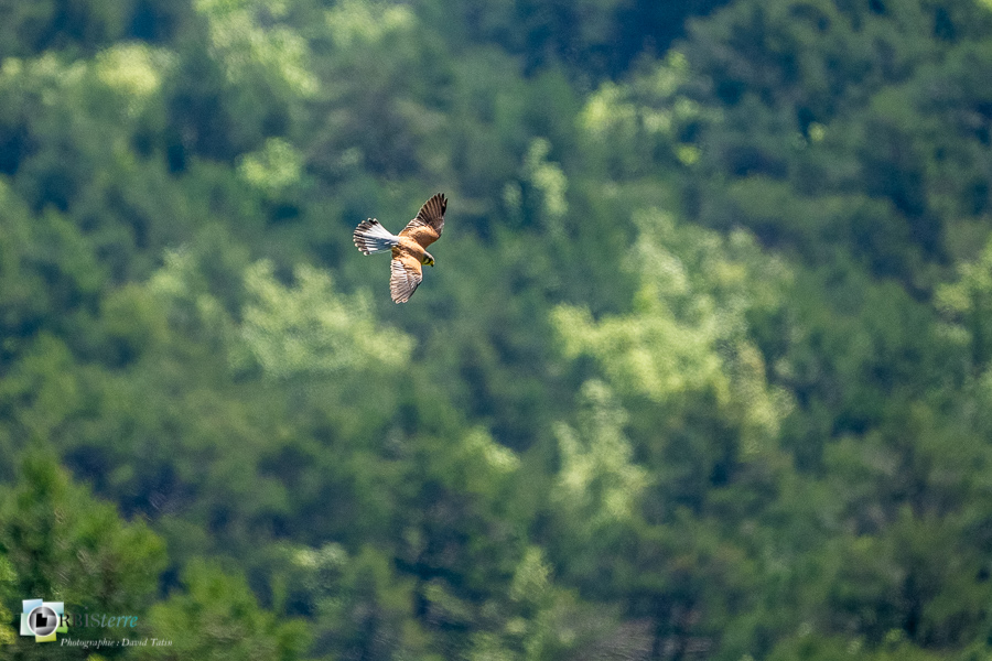 Alpes de Haute Provence, Aves, Birds, Common Kestrel, Falco tinnunculus, Falconidae, Falconidés, Falconiformes, Faucon crécerelle, Oiseaux, Revest-des-Brousses, Uccelli, Vögel, faune, oiseau, parc naturel régional du luberon__