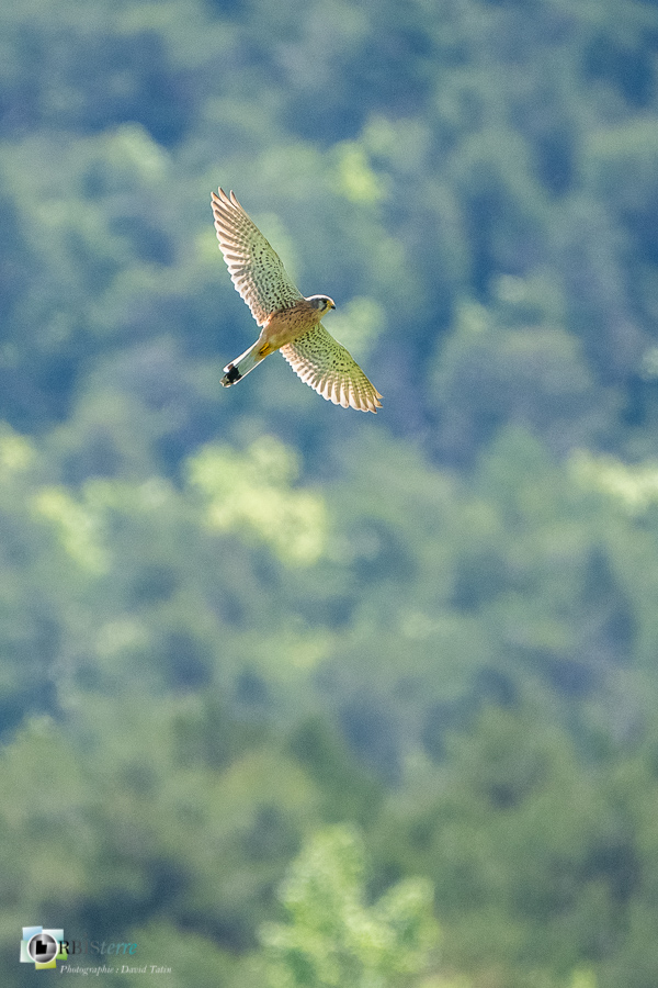 Alpes de Haute Provence, Aves, Birds, Common Kestrel, Falco tinnunculus, Falconidae, Falconidés, Falconiformes, Faucon crécerelle, Oiseaux, Revest-des-Brousses, Uccelli, Vögel, faune, oiseau, parc naturel régional du luberon__