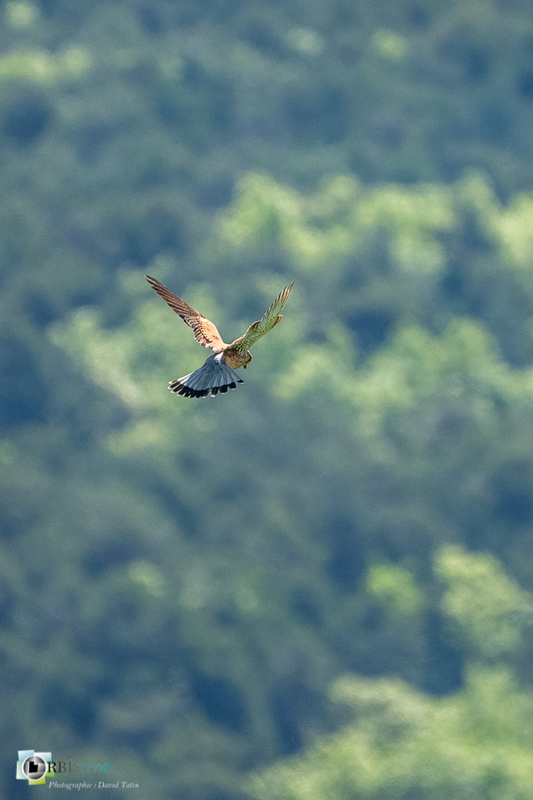 Alpes de Haute Provence, Aves, Birds, Common Kestrel, Falco tinnunculus, Falconidae, Falconidés, Falconiformes, Faucon crécerelle, Oiseaux, Revest-des-Brousses, Uccelli, Vögel, faune, oiseau, parc naturel régional du luberon__