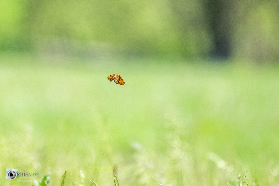 Alpes de Haute Provence, Revest-des-Brousses, faune, mélitée du plantain, papillon, parc naturel régional du luberon__