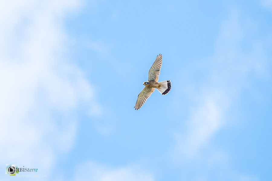 Alpes de Haute Provence, Aves, Birds, Common Kestrel, Falco tinnunculus, Falconidae, Falconidés, Falconiformes, Faucon crécerelle, Oiseaux, Revest-des-Brousses, Uccelli, Vögel, faune, oiseau, parc naturel régional du luberon__