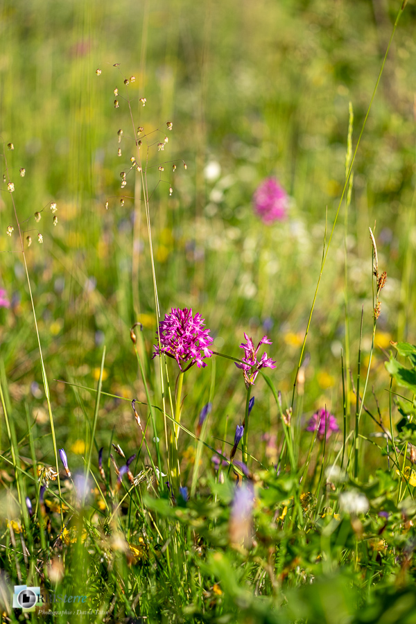 Anacamptis pyramidalis, alpes de haute provence, flore, luberon, orchidée, revest-des-brousses__