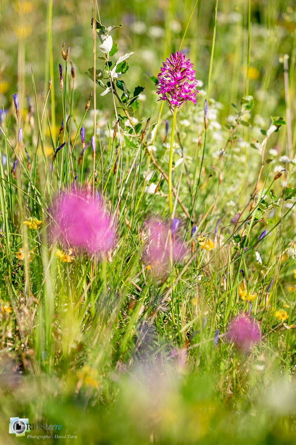 Anacamptis pyramidalis, alpes de haute provence, flore, luberon, orchidée, revest-des-brousses__