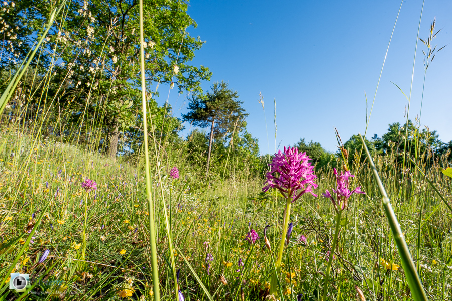Anacamptis pyramidalis, alpes de haute provence, flore, luberon, orchidée, revest-des-brousses__