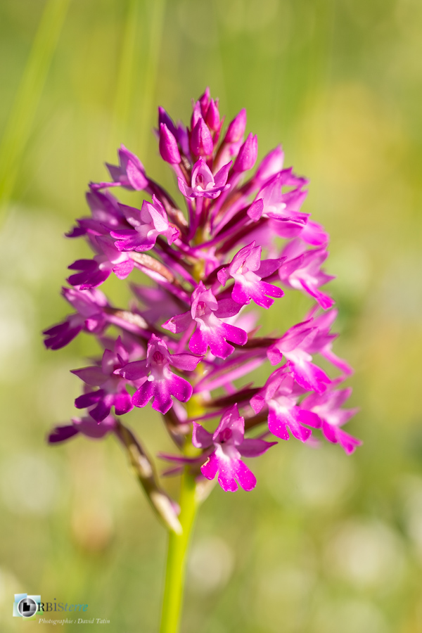 Anacamptis pyramidalis, alpes de haute provence, flore, luberon, orchidée, revest-des-brousses__