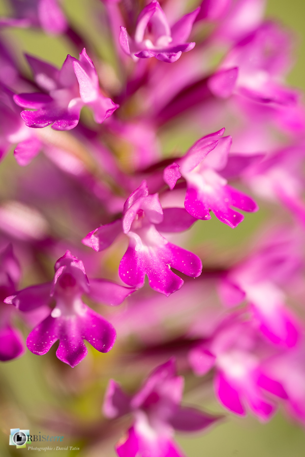 Anacamptis pyramidalis, alpes de haute provence, flore, luberon, orchidée, revest-des-brousses__