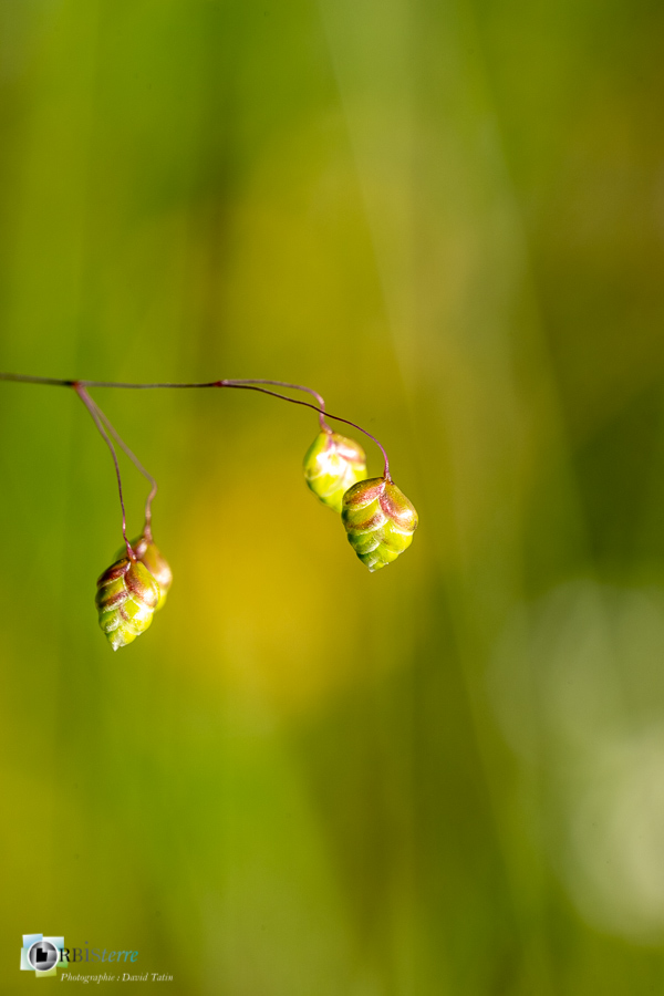 Briza media, alpes de haute provence, flore, graminée, luberon, revest-des-brousses__