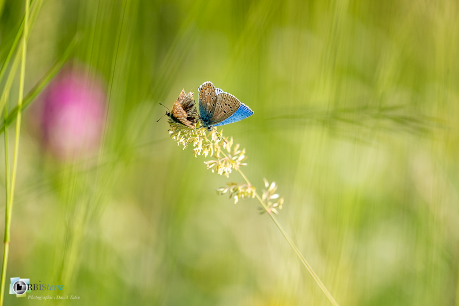 alpes de haute provence, azuré de la bugrane, faune, insecte, luberon, lépidoptère, papillon, revest-des-brousses__