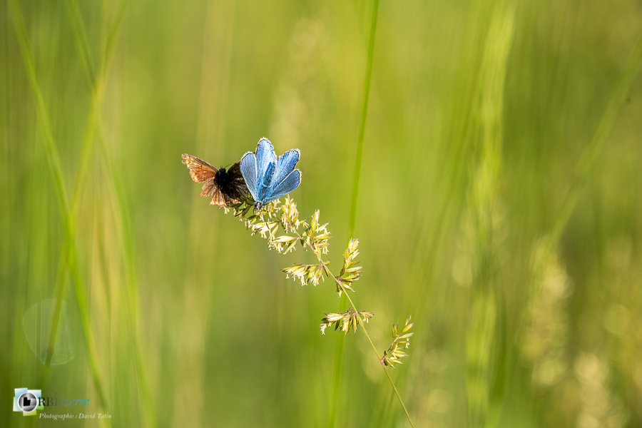 alpes de haute provence, azuré de la bugrane, faune, insecte, luberon, lépidoptère, papillon, revest-des-brousses__