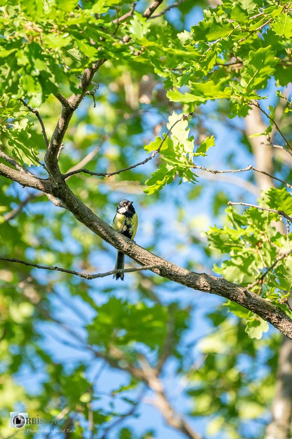 Aves, Birds, Great Tit, Mésange charbonnière, Oiseaux, Paridae, Paridés, Parus major, Passériformes, Uccelli, Vögel, alpes de haute provence, faune, luberon, oiseau, revest-des-brousses__